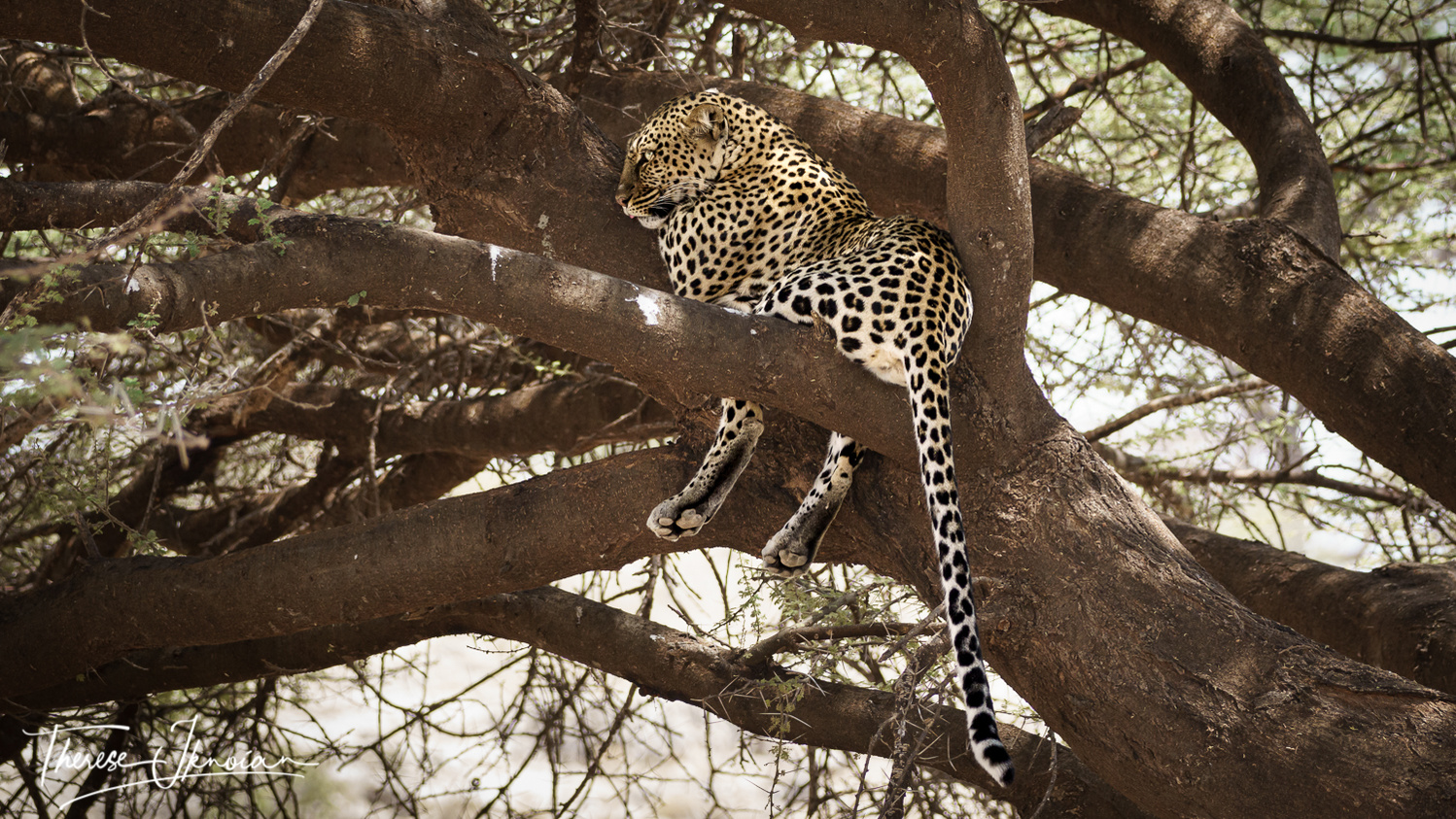 A leopard lounging in a tree in midday. 