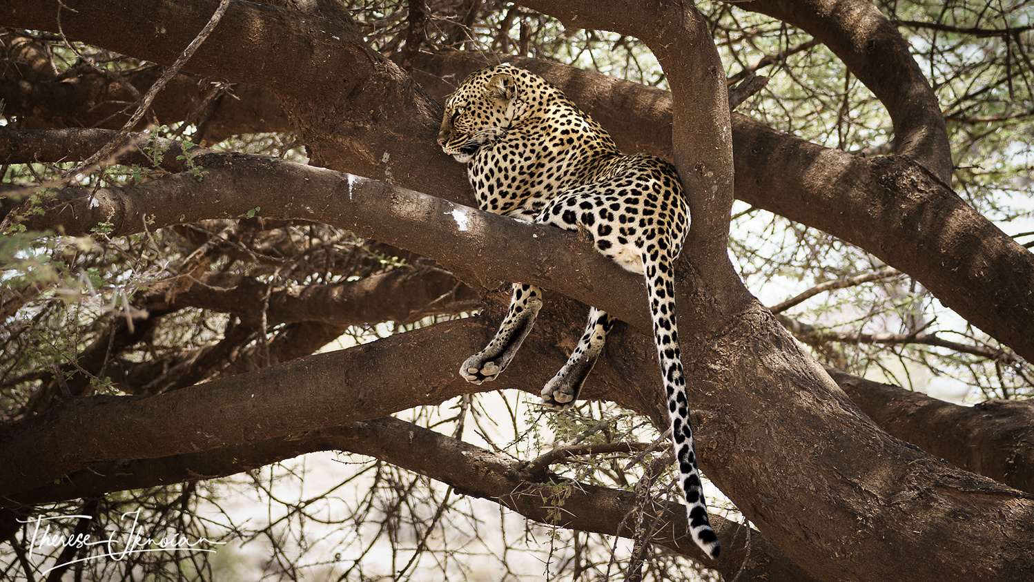 A leopard lounging in a tree in midday. 