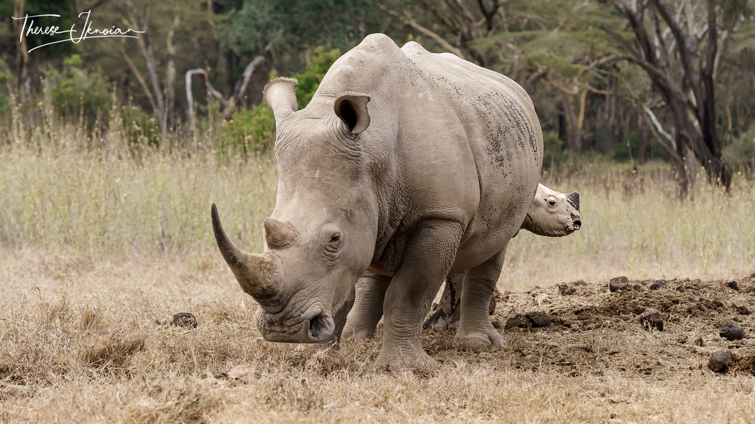 Female white rhino with a baby rhino peeking out from behind its legs. 