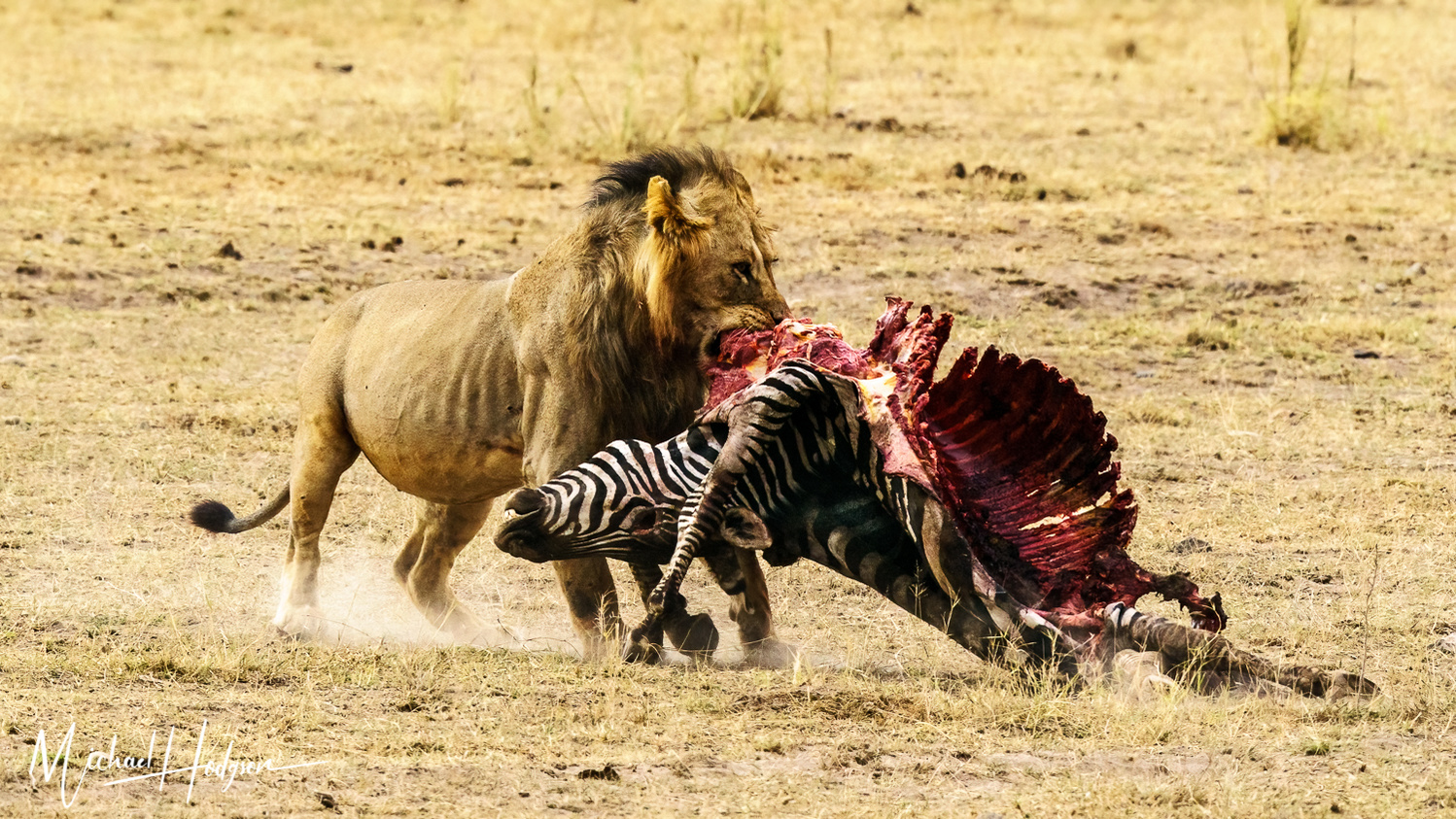 A male lion kicks up dust as it drags a bloody zebra carcass. 