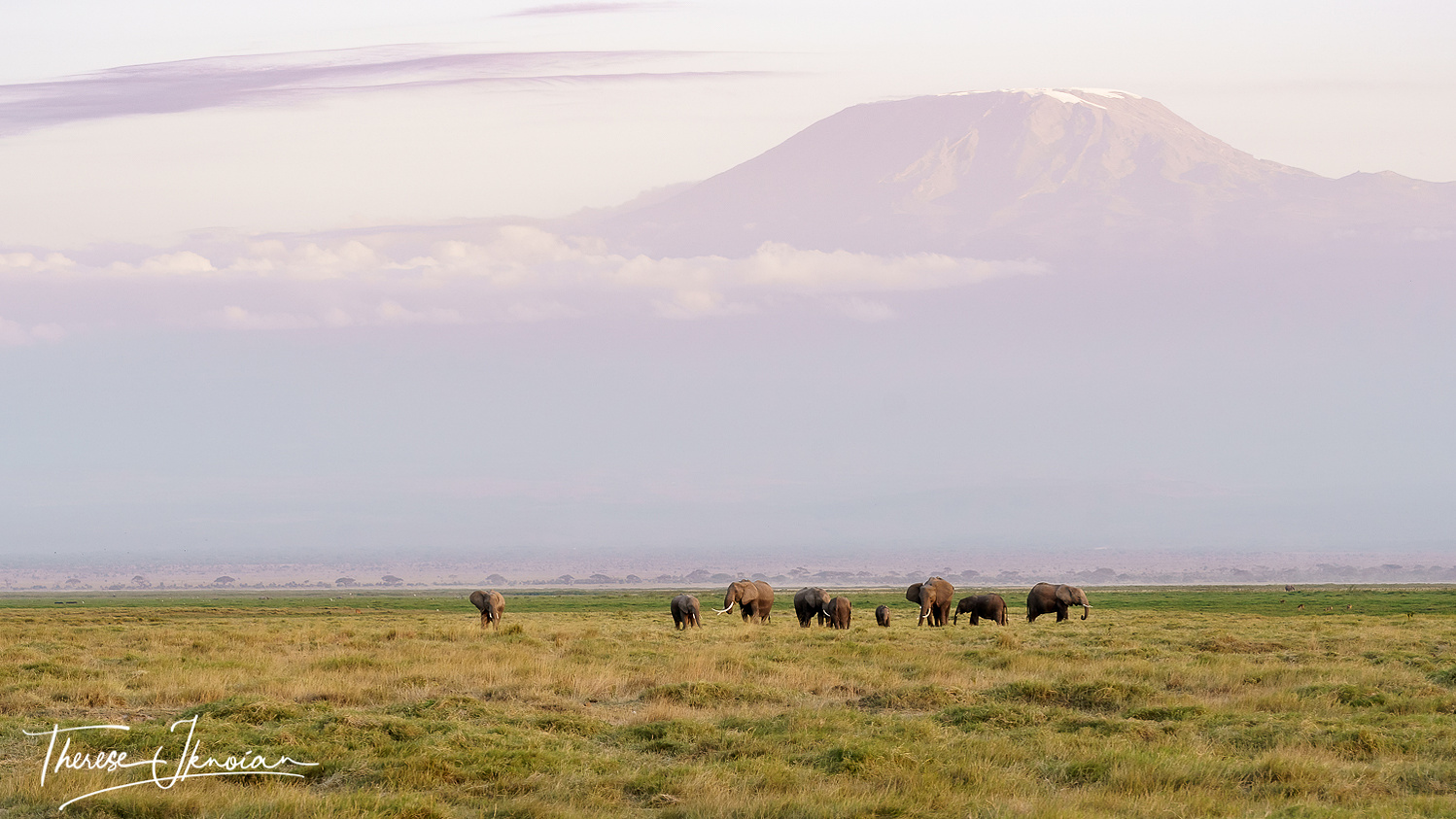 Herd of elephants in front of Mount Kilimanjaro rising into the sky at sunset. 