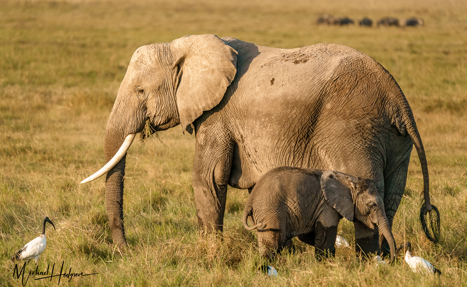 Female elephant and her baby elephant in Amboseli. 