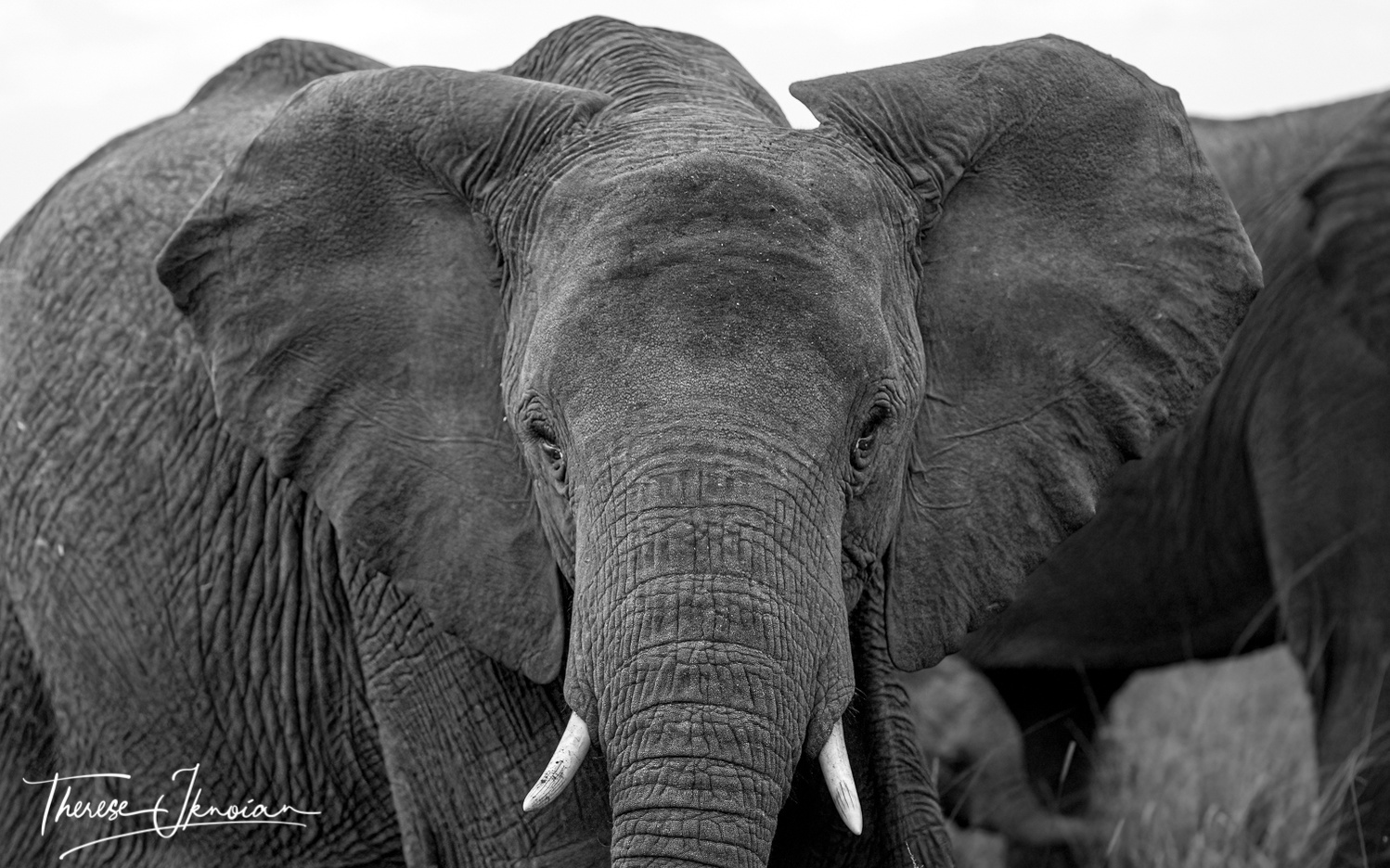 Black and white image of an elephant staring at the camera, ears spread.