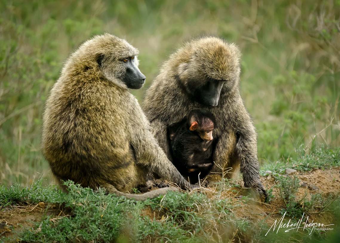 A female baboon with her infant clinging to her chest as another female baboon sits nearby.