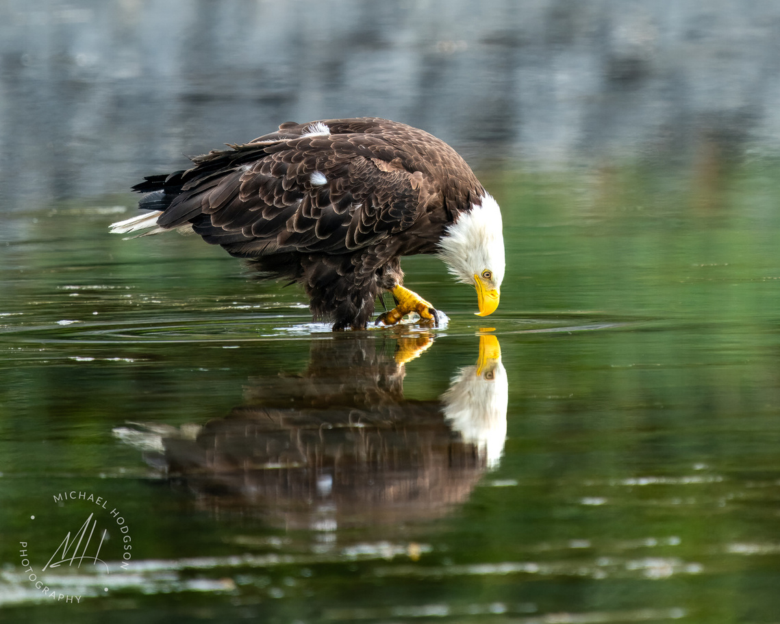 A bald eagle looking at its reflection in the water in Kodiak, Alaska.