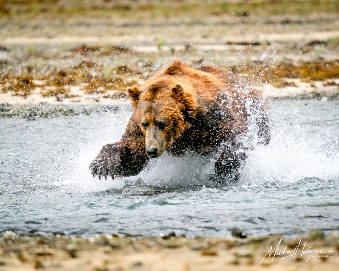 A coastal brown bear charging through the water to catch a salmon, paw raised above the salmon ready to kill it. 