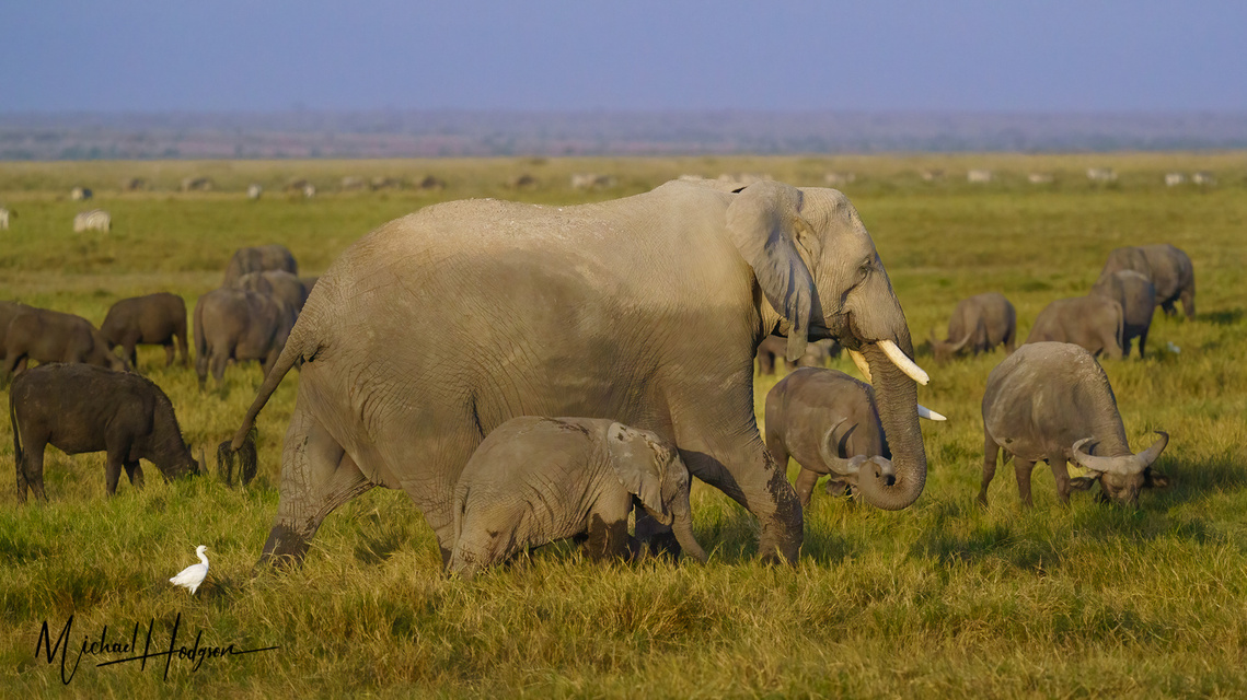 Herd of African elephants in Amboseli with a mother elephant and her calf front and center. 