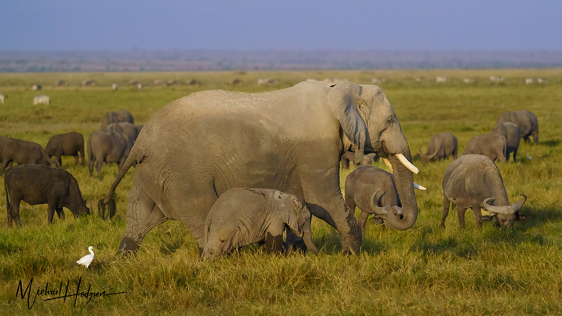 Herd of African elephants in Amboseli with a mother elephant and her calf front and center. 