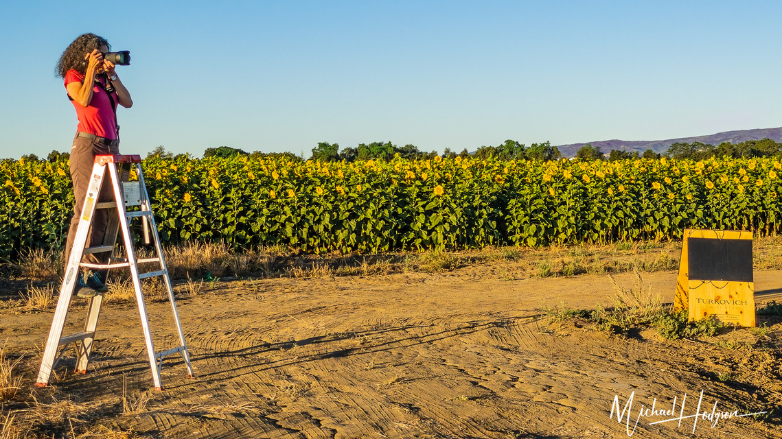 Woman standing on a ladder looking through a camera in a sunflower field. 