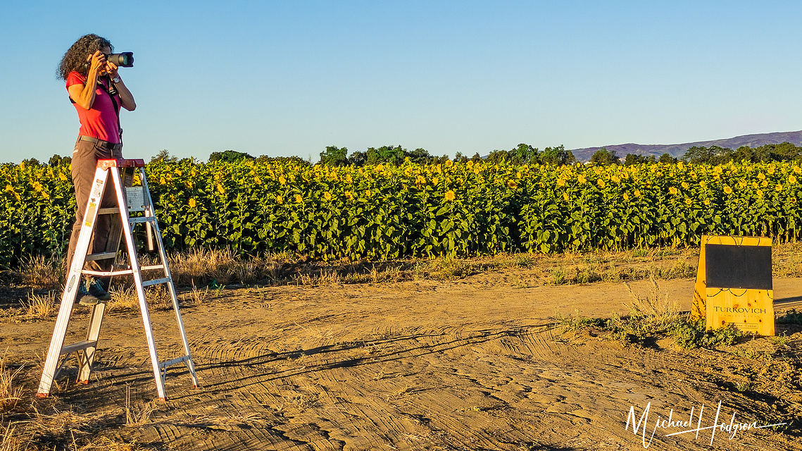 Woman standing on a ladder looking through a camera in a sunflower field. 