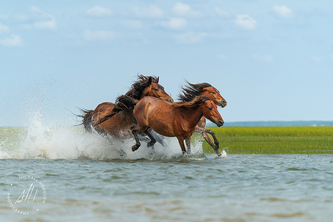 Wild horses galloping through water in the Outer Banks. 