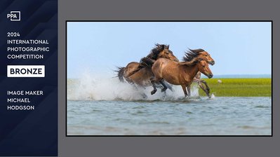 Bronze award given to Michael Hodgson for wildlife photography PPA Imaging photography contest 2024.