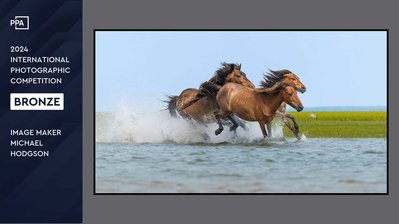 Bronze award given to Michael Hodgson for wildlife photography PPA Imaging photography contest 2024.