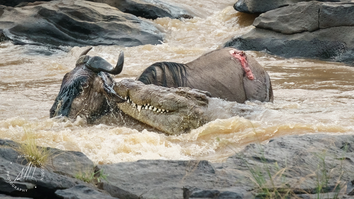 A giant crocodile attacking a wildebeest swimming in the Mara River during the Great Migration in Kenya.