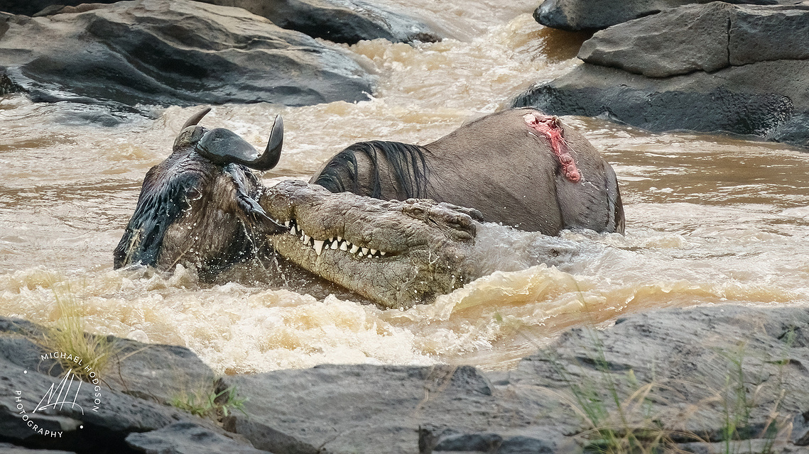 Large crocodile attacking a wildebeest swimming in the Mara River during the Great Migration in Kenya. 