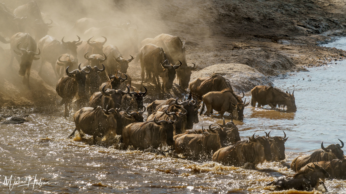 Wildebeest herd charging into the Mara River, kicking up dust, during the Great Migration in Kenya. 