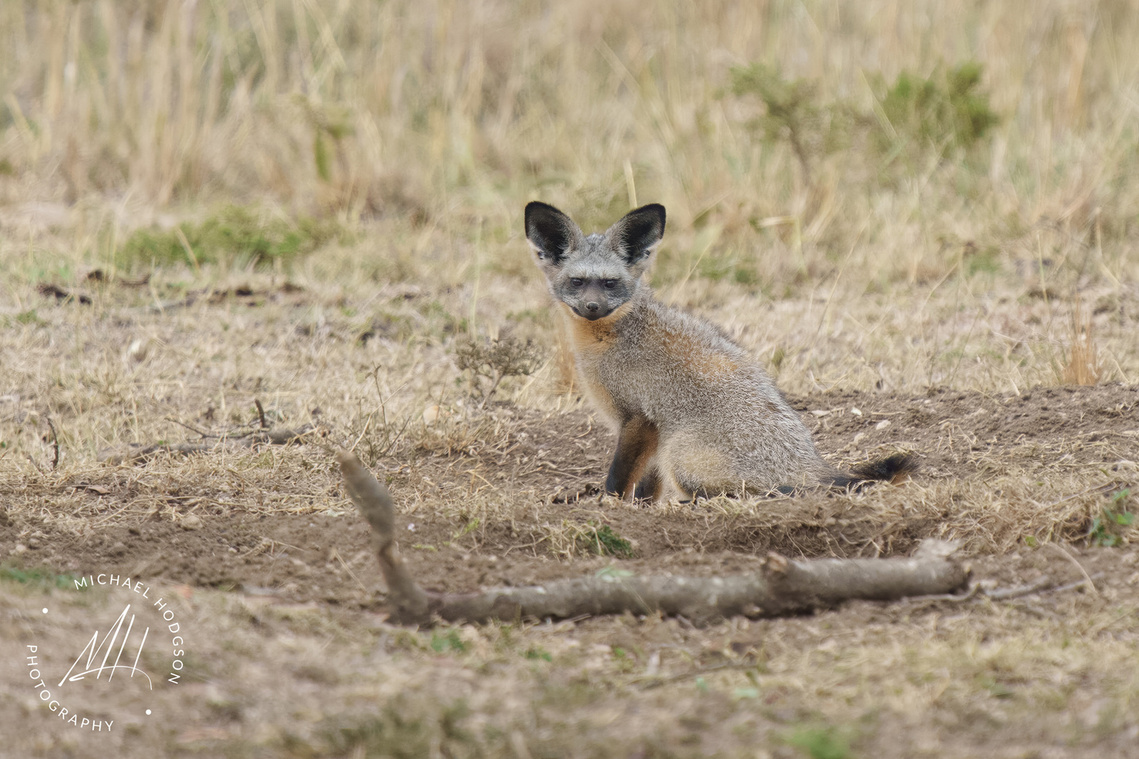 A bat-eared fox looks at the camera after emerging from its den. 