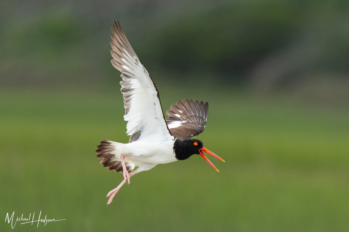 An American oystercatcher flying in the Outer Banks of North Carolina