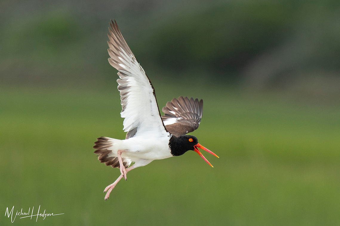An American oystercatcher flying in the Outer Banks of North Carolina