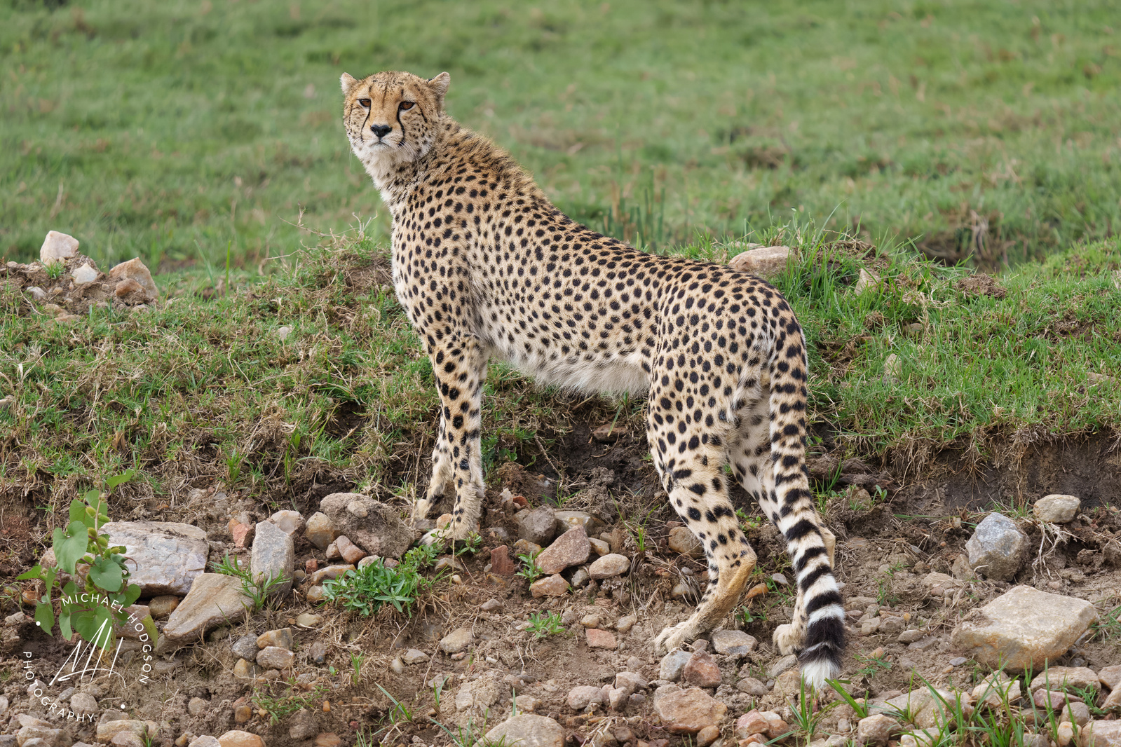 A male cheetah standing by the side of a road looking back at the camera. 