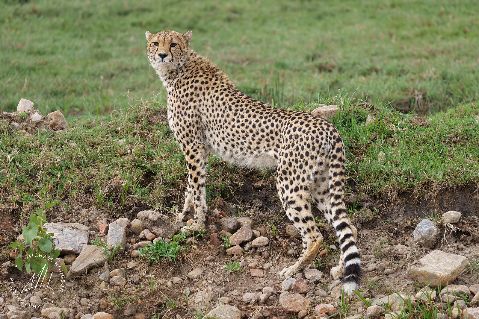 A male cheetah standing by the side of a road looking back at the camera. 