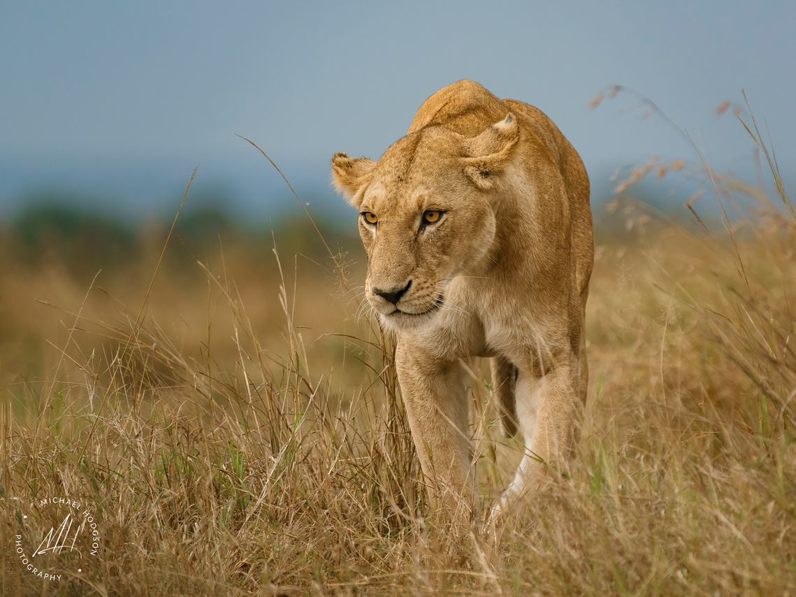 A front shot of a lioness walking toward the camera in dry grasses in the Maasai Mara, Kenya.