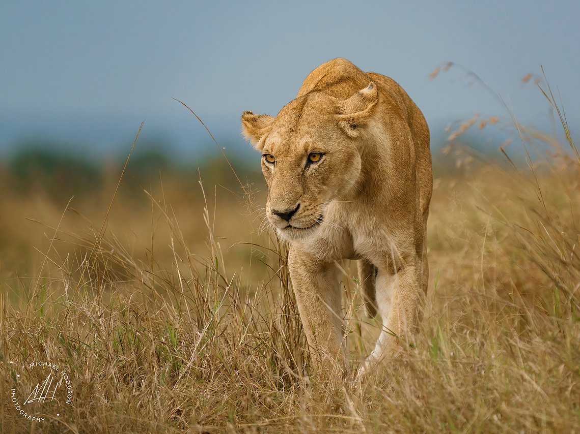 A front shot of a lioness walking toward the camera in dry grasses in the Maasai Mara, Kenya.