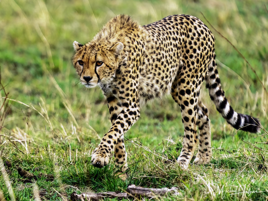 Photo of a cheetah stalking its prey in the Maasai Mara. 