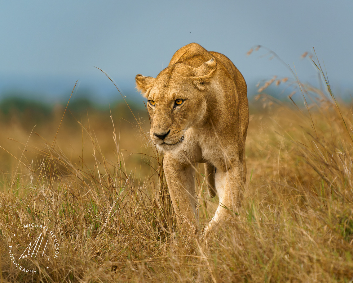Photo of a lioness walking through tall grass directly toward the camera in the Maasai Mara. 