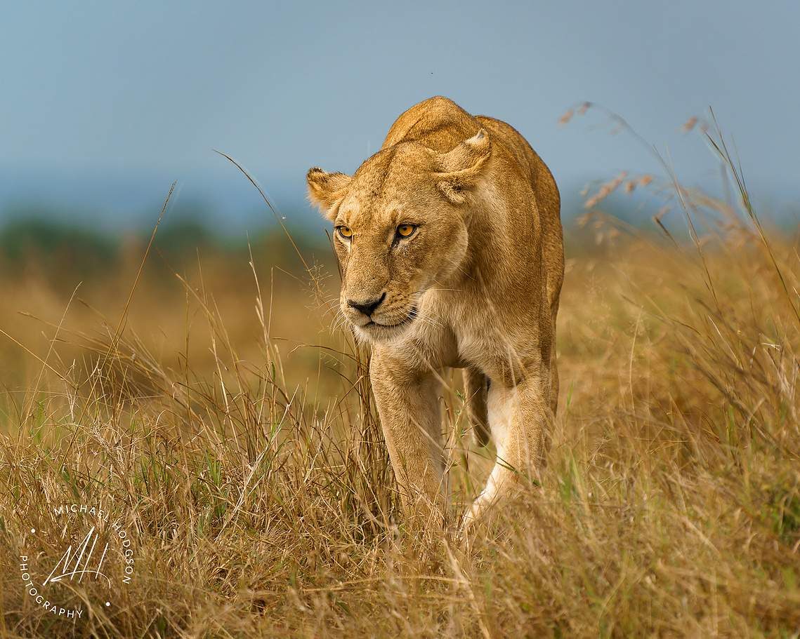Photo of a lioness walking through tall grass directly toward the camera in the Maasai Mara. 