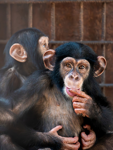 Rescued Chimpanzees in the sanctuary