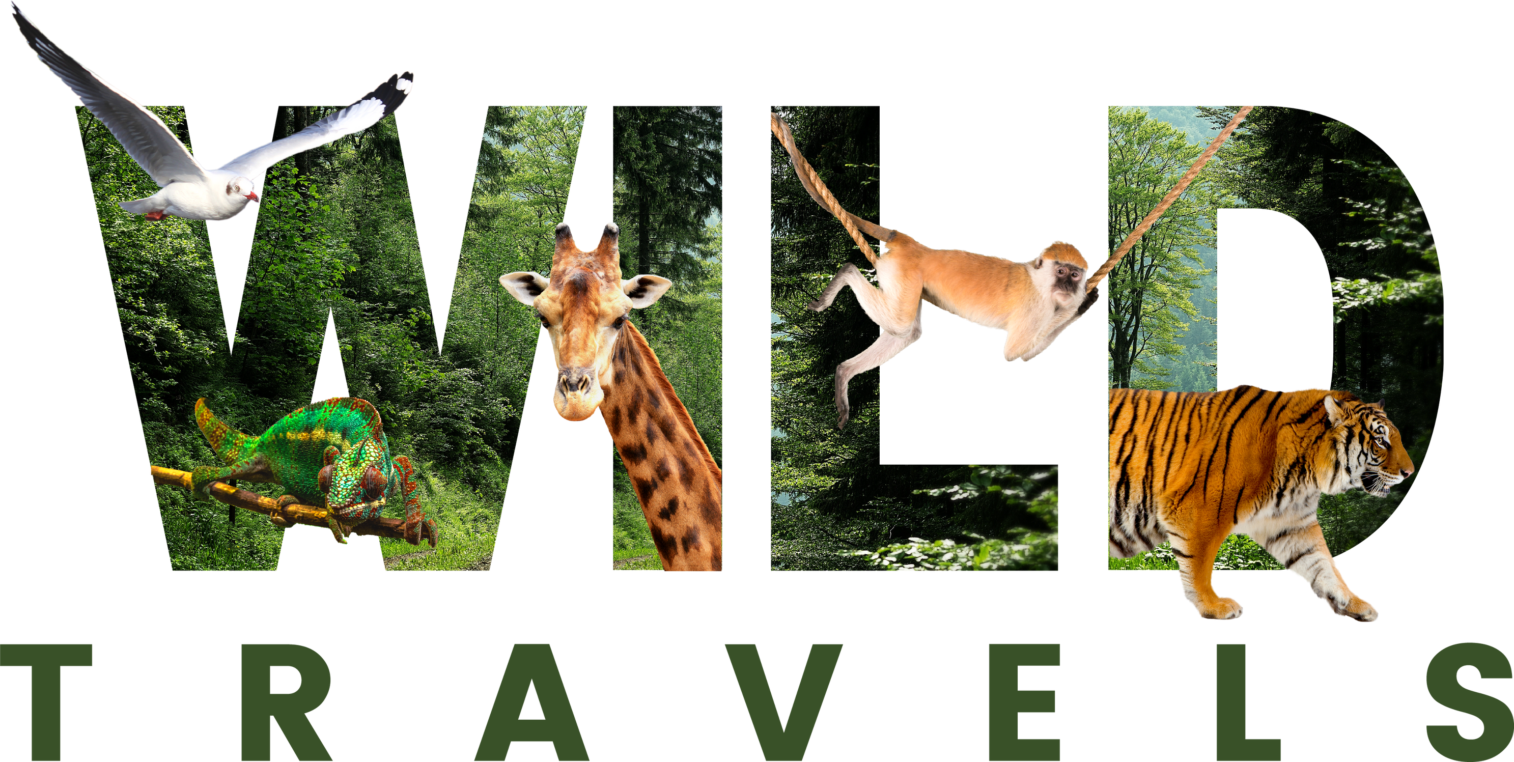 Wild Travels: wildlife photojournalist