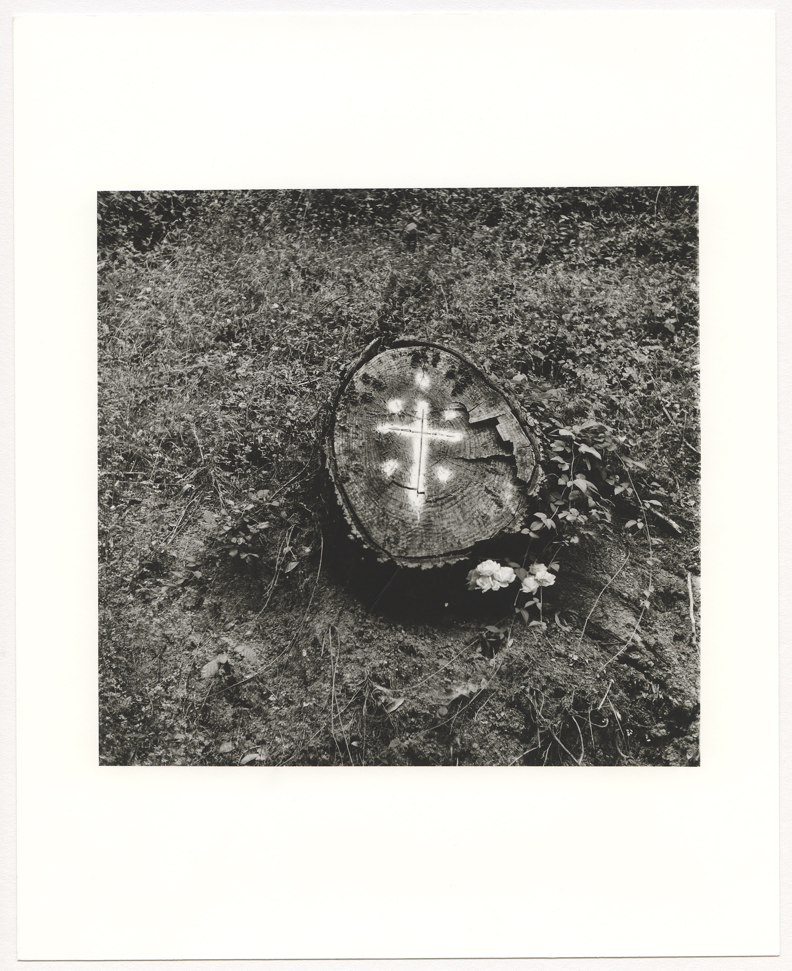Tree stump sticking out sideways from a hill with a white cross spray-painted on it