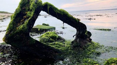 An algae-coated television set frames a view of the Rhode Island coast.