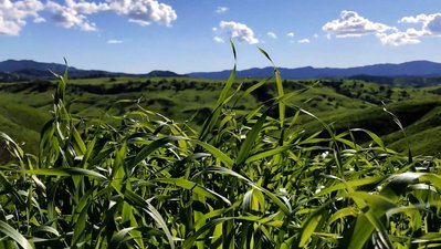Tall spring grass frames the rolling green hills of Southern California.
