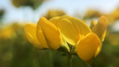 Close-up of a yellow flower in a field of blooms.