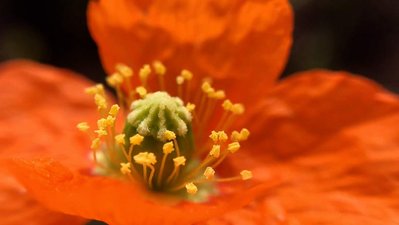 Close-up of a California fire poppy.