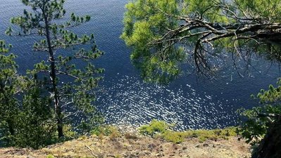 Trees stretch out over a shimmering inlet in the summer at Acadia National Park.