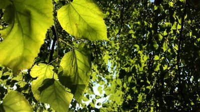 Green leaves shimmer in summer sunlight.