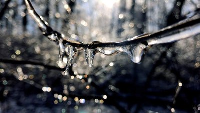 A forest shimmers in the sunlight after an ice storm.
