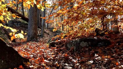 Golden leaves glow on an autumn hike in the Hudson Valley.