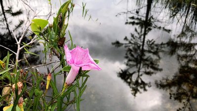 A lone pink flower blooms above a glassy pond reflecting an overcast sky.