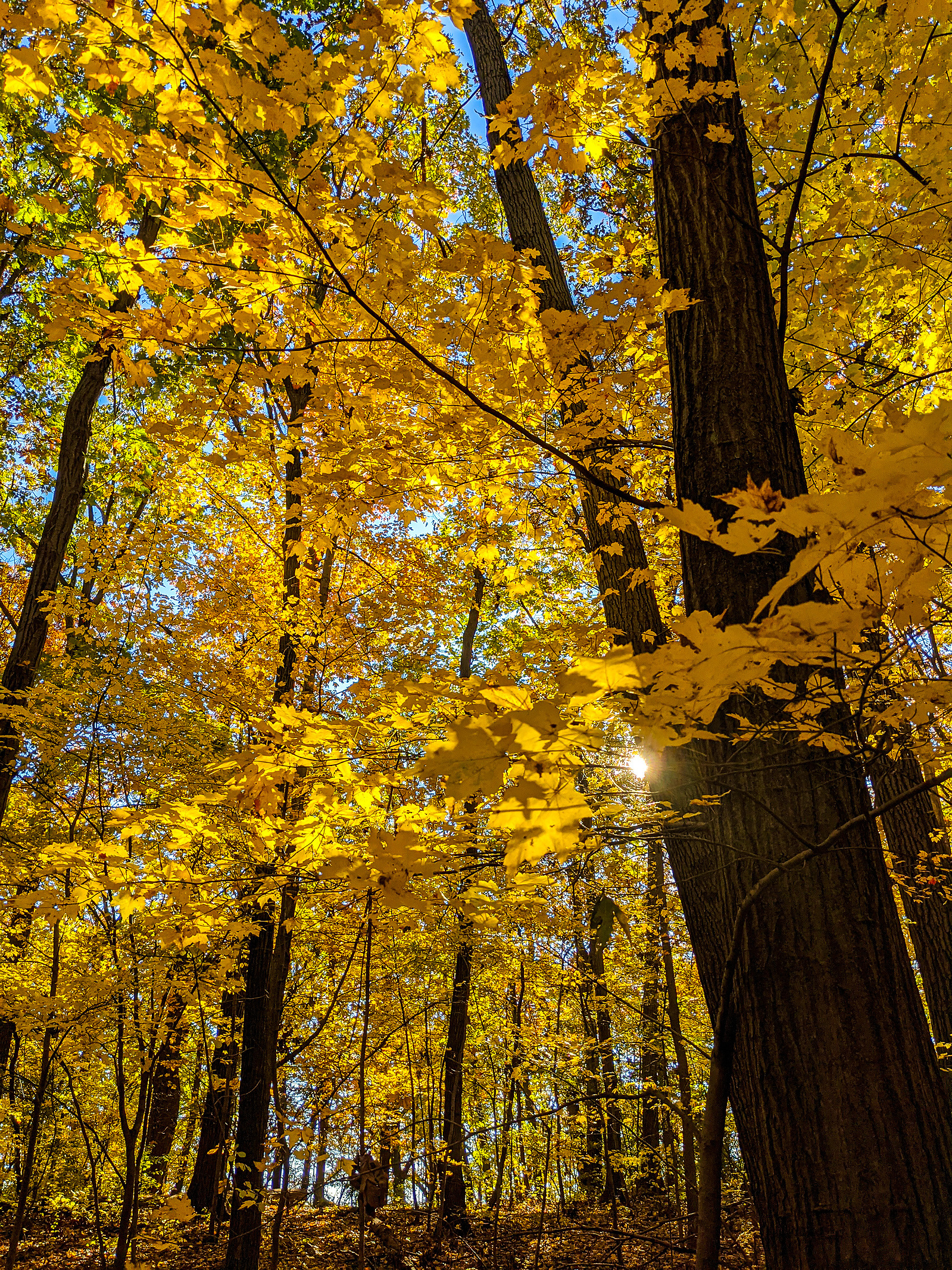 Golden autumn leaves reach high above the trail in New York City's Inwood Hill Park.