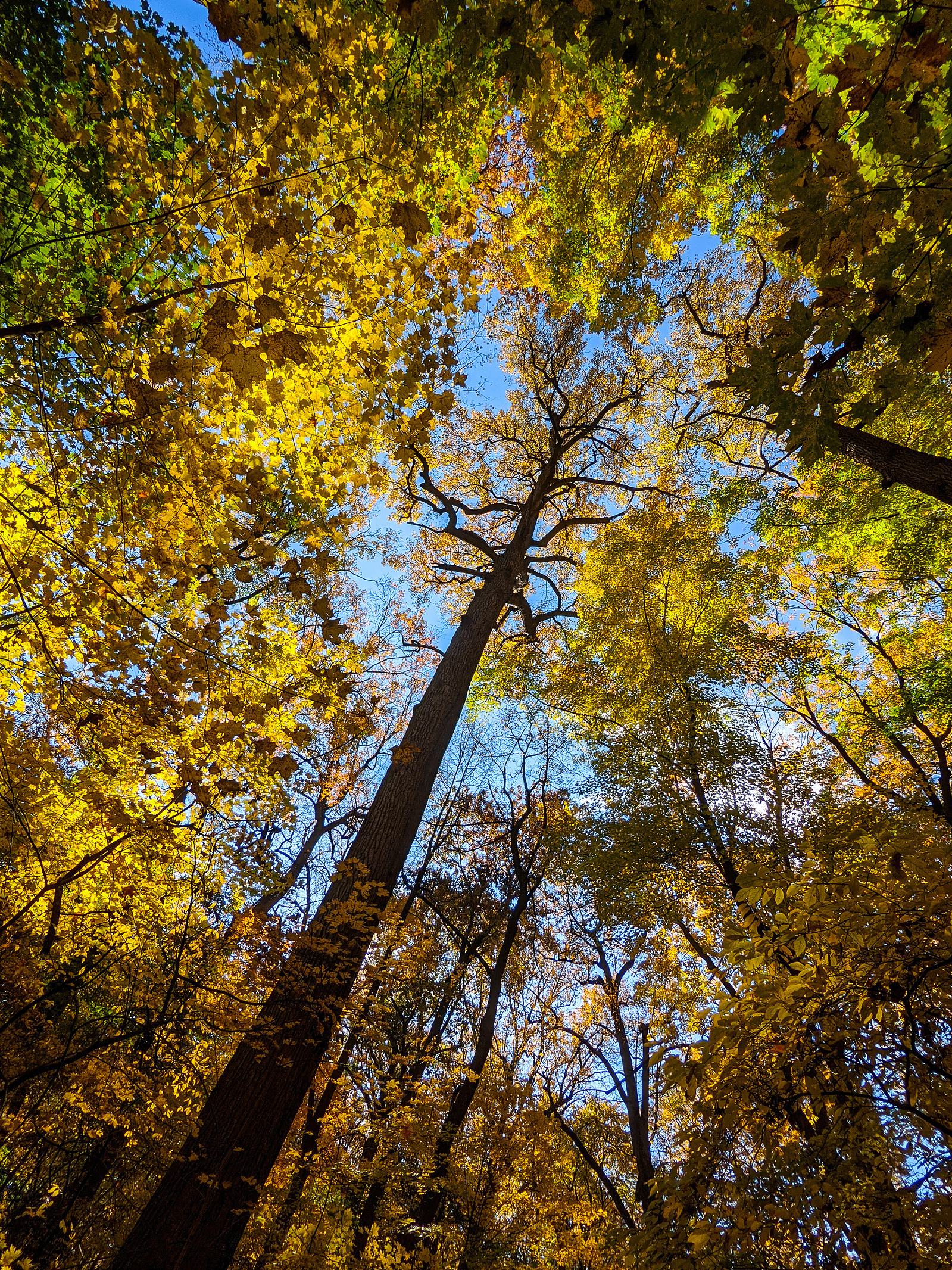 Golden autumn leaves reach high into the canopy in New York City's Inwood Hill Park.