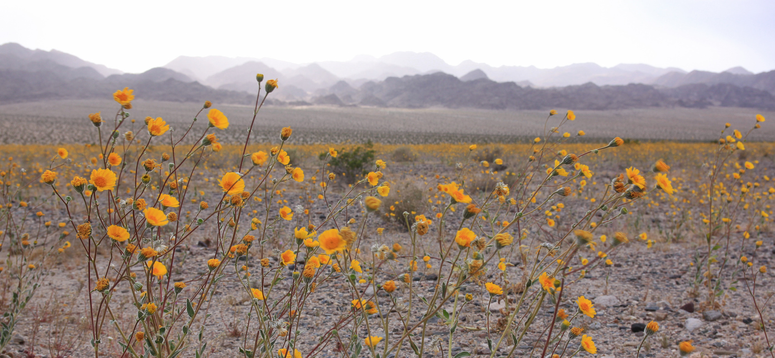 Desert gold wildflowers stretch into the distance during a spring superbloom in Death Valley, California.