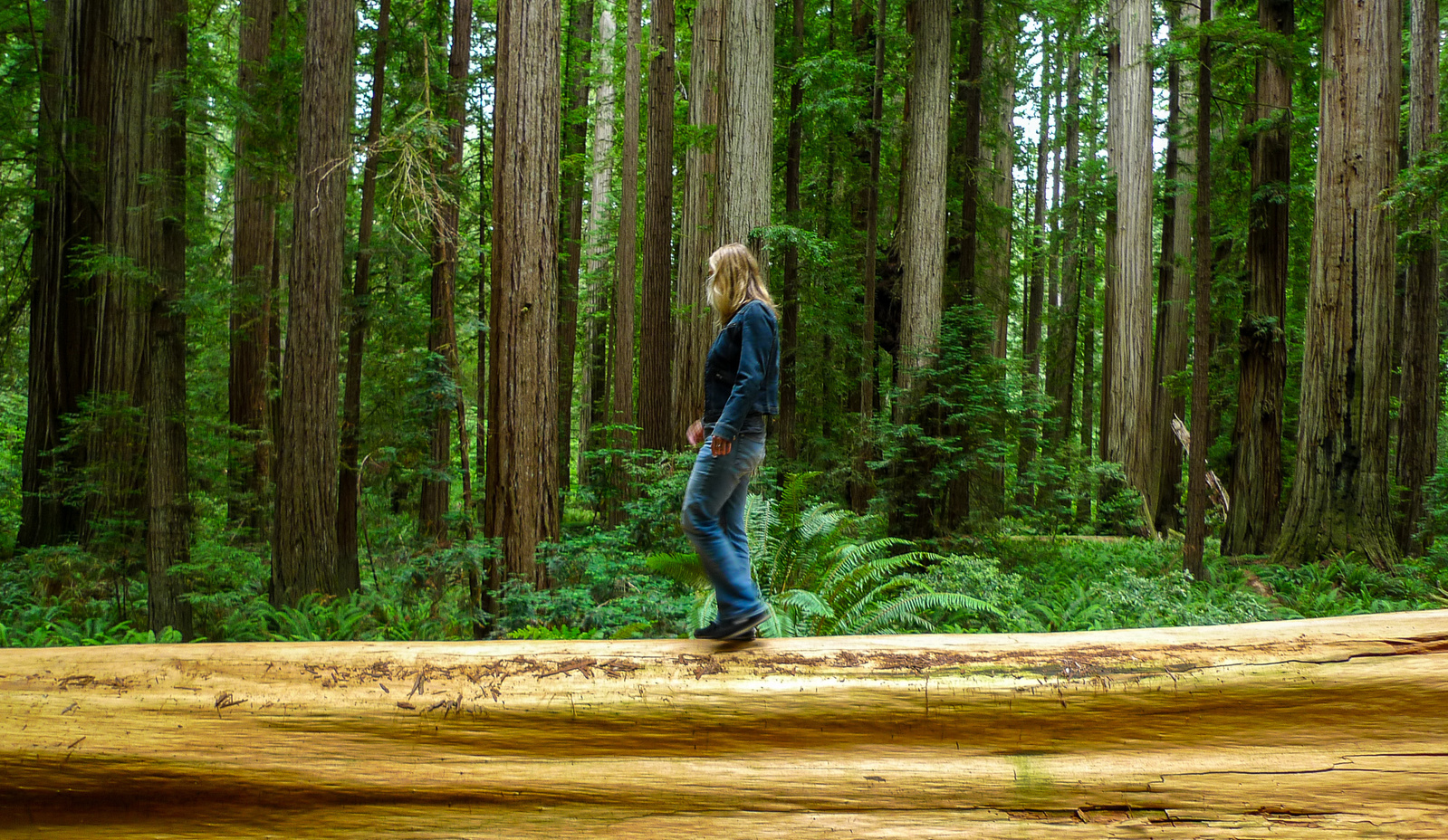 A woman traverses a fallen tree while hiking in California's Jedediah Smith Redwoods State Park.