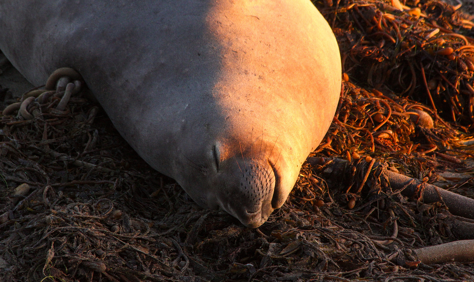 A female elephant seal basks in the late afternoon sun at California's San Simeon Bay.