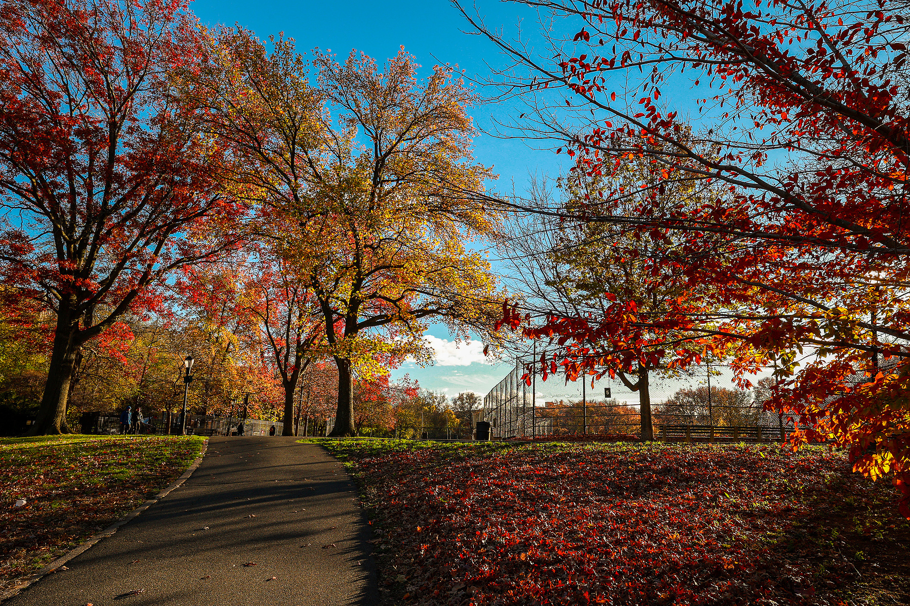 Brilliant fall foliage lines a walking path in New York City's Inwood Hill Park.