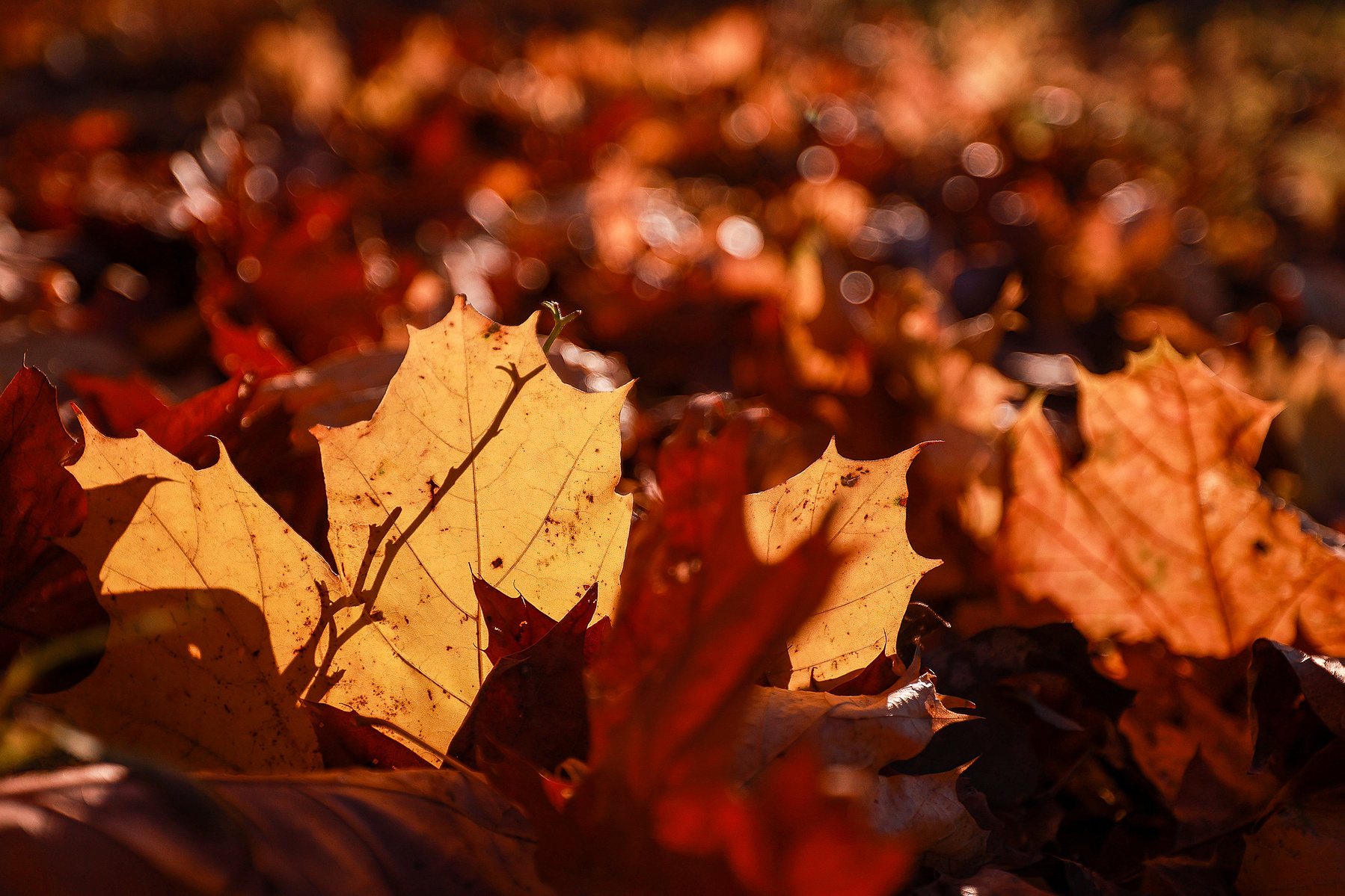 Autumn leaves lie backlit in the late afternoon sun in New York's Inwood Hill Park.