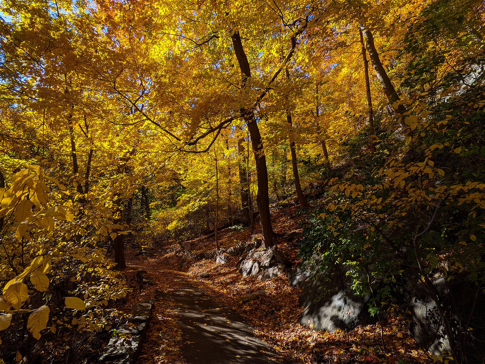 Golden autumn leaves line a trail through New York City's Inwood Hill Park.